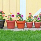 301 Dwarf Dahlia Patio Mix Seeds 16" Tall