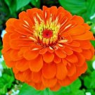 301 Orange Zinnia Seedsing Annual