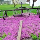 501 Purple Rockcress Seeds Drought Heat Cold Groundcover