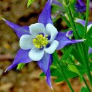 201 Rocky Mountain Columbine Seeds Shade