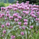 301 Wild Bergamot Seeds Monarda