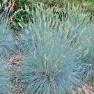 301 Blue Fescue Ornamental Grass Seeds Clumping Drought Tolerant Low Maintenance