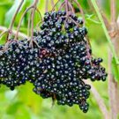 31 American Elderberry Seeds Big Native Shrub Bush Hedge Fruit Tree Green Fence