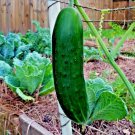 41 Beit Alpha Cucumber Seeds Greenhouse Vegetable