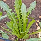 601 Italian Dandelion Seed Chicory Endive Gourmet Salad Greens
