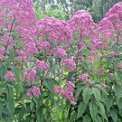 201 Sweet Joe Pye Weed Seeds Fragrant Pollinators