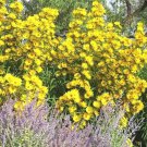 101 Maximilian Prairie Sunflower Seeds Heat Cold Drought Fence
