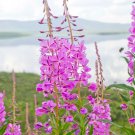 301 Fireweed Seeds Rosebay Willow Herb Yanagiran Native Medicinal Wildflower