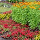 301 African Marigold Seeds 3' Tall Deer Resistant Container Pollinators