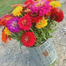 301 Giant California Zinnia Mix Seedsing Annual