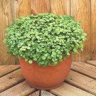 501 Watercress Seeds Non Gmo Indoors Container Shade Herb