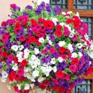 2001 Dwarf Petunia Mix Seeds Hanging Basket Window Box