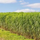 1001 Switchgrass Seeds Native Tall Grass Prairie Ornamental