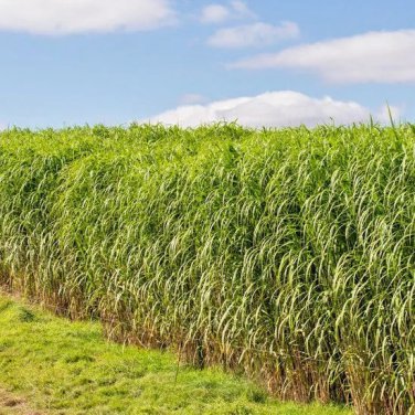 1001 Switchgrass Seeds Native Tall Grass Prairie Ornamental