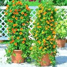 1 Oz Black Eyed Susan Vine Seeds 8Ft Climbering Vine Trailing