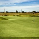1 Oz Pure Select Creeping Bentgrass Seed Golf Putting Greens No Grain Mow