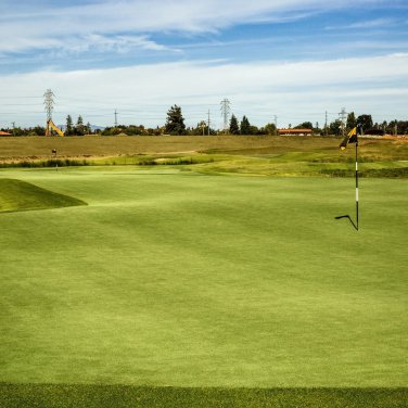 1 Oz Pure Select Creeping Bentgrass Seed Golf Putting Greens No Grain Mow
