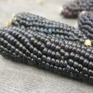 50 Blue Hopi Corn Seed Nativefall Vegetable