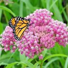 51 Swamp Rose Milkweed Seeds Patio Container
