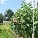 35 Skyscraper Sunflower Seeds 15Ft Tall Giant Mammoth Fun