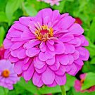 1 Oz Lavender Zinnia Seedsing Annual