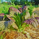 1001 Red Giant Mustard Seedsgreens Container Vegetable