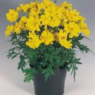 1 Oz Dwarf Yellow Lemon Cosmos Seeds Drought