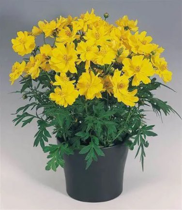 1 Oz Dwarf Yellow Lemon Cosmos Seeds Drought