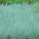 1 Oz Blue Fescue Ornamental Grass Seed Clumping Drought Heat Low Maintenance