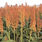 1 Lb Rox Orange Sorghum Seeds Native Syrup Waconia Natural Sugar
