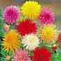 1 Oz Giant Cactus Zinnia Mix Seeds Containering Annual