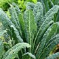 1 Oz Lacinato Dinosaur Kale Seed Vegetable