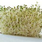 1/4 Lb=50,000 Alfalfa Sprouting Seeds A,B,C,E,K,Calcium,Iron,Magnesium
