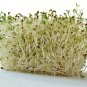 1/4 Lb=50,000 Alfalfa Sprouting Seeds A,B,C,E,K,Calcium,Iron,Magnesium