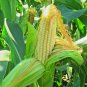 60  Bantam 8 Row Sweet Corn Seeds Non Hybrd Nativevegetable