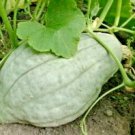 30 Blue Hubbard Winter Squash Seedsnative Vegetable Sweet Potato Taste