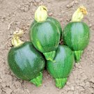 30 Round Zucchini Squash Seeds Vegetable
