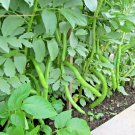 1 Oz Fava Bean Seedsbroad Bean Gourmet Buttery Nutty Taste