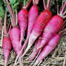 1 Oz China Rose Radish Seeds Sprouting