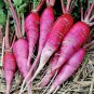 1 Oz China Rose Radish Seeds Sprouting