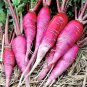 301 China Rose Radish Seeds Mild Sweet