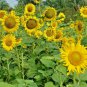 200 Peredovik Black Oil Sunflower Seeds Wildflower Game Birds Wildlife Feed