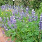 125 Blue Lupine Seeds Annual Pollinators