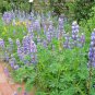 125 Blue Lupine Seeds Annual Pollinators