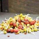 1/4 Lb- 5 Part Salad Sprouting Mix Alfalfa Radish Mung Lentil Broccoli