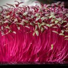1 Oz Red Amaranthus Seeds Annual Wildflower Sprouting