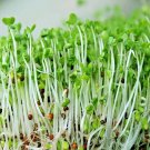 1 Oz Calabrese Sprouting Broccoli Seeds Vegetable