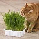 1 Oz=800 Cat Grass Sprouting Seed Pet Diet Digestive Aid Kitchen Window