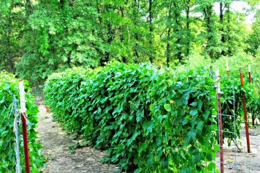 1/4Lb=240 Blue Lake Pole Beans Seeds Nativevegetable