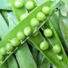 100 Lincoln Shelling Pea Seeds Homesteader Nativevegetable
